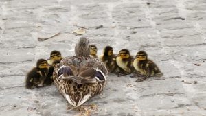 Mummy duck and ducklings